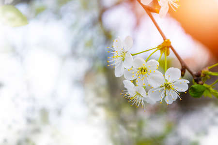 Blossoming branch cherry. Bright colorful spring flowers. Beautiful nature sceneの写真素材