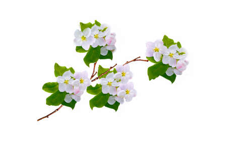 Flowering branch of apple isolated on a white background. natureの写真素材
