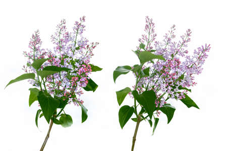 spring flowers lilac isolated on white background. natureの写真素材