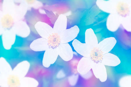 snowdrop. White spring flower in closeup with copy space. floral backgroundの写真素材