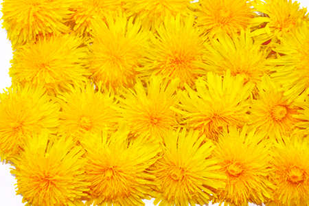 Bright colorful spring background of yellow dandelion flowers. summer landscape.の写真素材