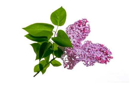 spring flowers lilac isolated on white background. natureの写真素材