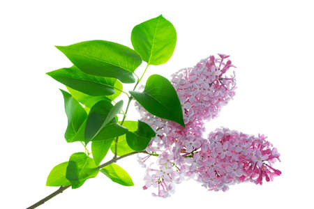 spring flowers lilac isolated on white background. natureの写真素材