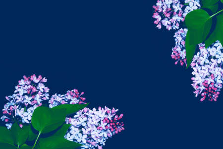 Spring branch of blossoming lilac. Beautiful violet Lilac flowerの写真素材