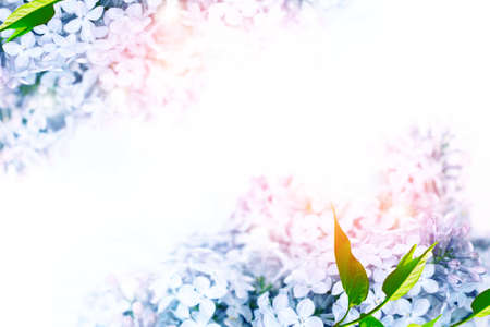 spring flowers lilac isolated on white background. nature