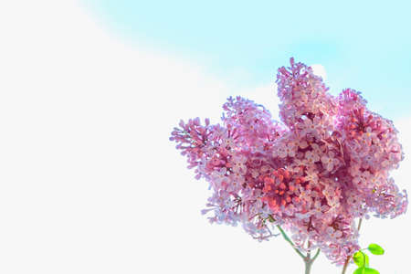 Spring branch of blossoming lilac. Beautiful violet Lilac flowerの写真素材