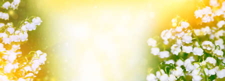 Spring landscape. flowers lily of the valley. outdoorsの写真素材