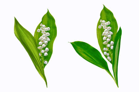 Lily of the valley flower on white background. natureの写真素材