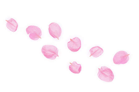 Apple tree petals isolated on white background. flower composition. natureの写真素材