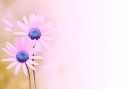 blurred. White bright daisy flowers on a background of the summer landscape. Wildflowers outdoorsの写真素材