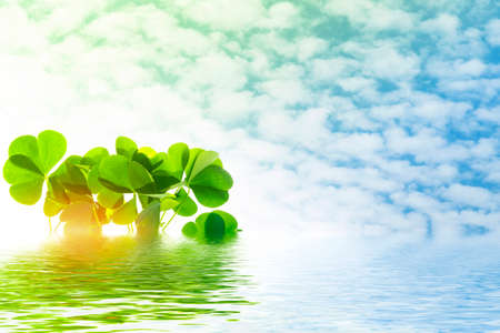 green clover leaves. St.Patrick's Day. Spring natural background.の写真素材