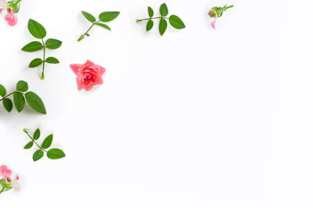 Bright colorful flower rose. natural floral background. Holiday greeting card.の写真素材