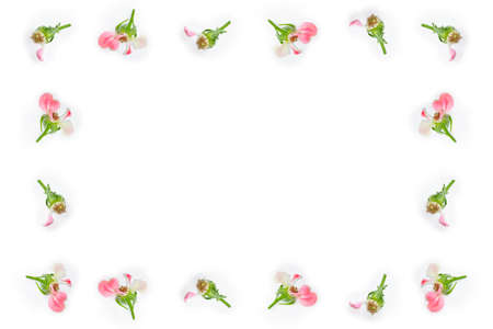 Bright colorful flower rose. natural floral background. Holiday greeting card.の写真素材