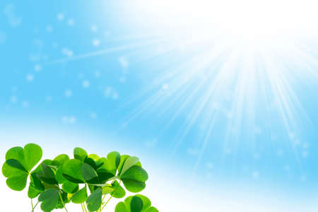 green clover leaves. St.Patrick's Day. Spring natural background.の写真素材