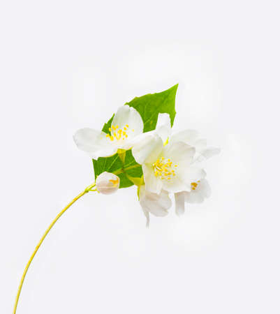 branch of jasmine flowers isolated on white background. Beautiful flowering plantの写真素材
