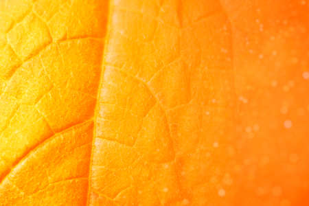 blurred. Autumn.The natural texture of a orange leaf. Eco friendly backgroundの写真素材