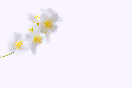branch of jasmine flowers isolated on white background. Beautiful flowering plantの写真素材