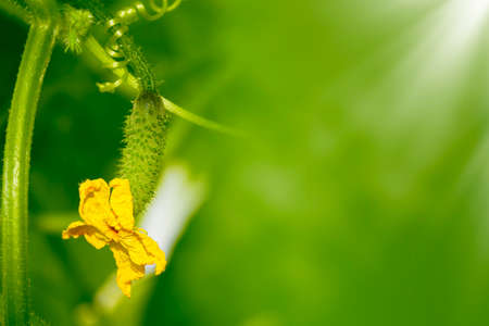 Nature. cucumber vine with peduncles and cucumber ovaries on garden net. cucumber vine. Ripening cucumbers in gardenの写真素材