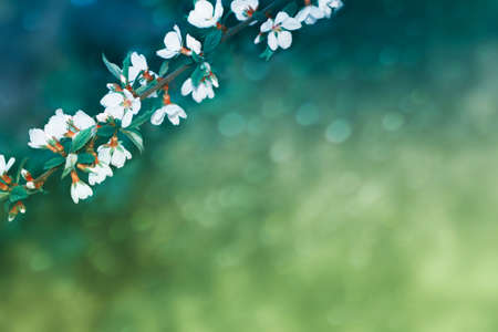 nature. Blossoming branch cherry. Bright colorful spring flowersの写真素材