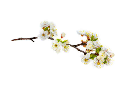 Flowering branch of apple isolated on a white background. natureの写真素材