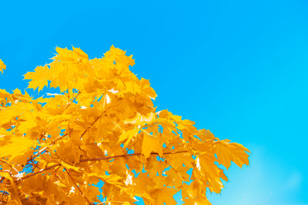 autumn landscape with bright colorful leaves. Indian summer. foliage.