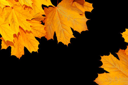 autumn landscape with bright colorful leaves. Indian summer. foliage.の写真素材