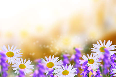 White bright daisy flowers on a background of the summer landscape. Wildflowers outdoorsの写真素材