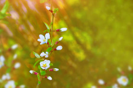 nature. Blossoming branch cherry. Bright colorful spring flowersの写真素材