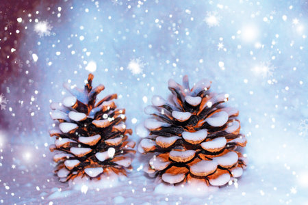 Pine cone in the snow. Winter greeting card. Coniferous branch.の写真素材
