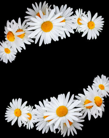 daisies summer white flower isolated on black background. Nature.の写真素材