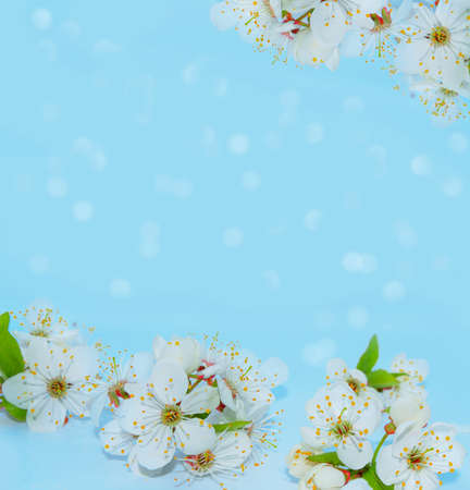 Blossoming branch cherry. Bright colorful spring flowers. Beautiful nature sceneの写真素材