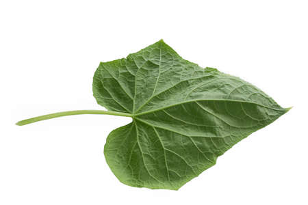 cucumber cut from background. Leaf cucumber closeup isolated on white background.の写真素材