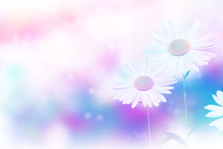 White bright daisy flowers on a background of the summer landscape. Wildflowers outdoorsの写真素材