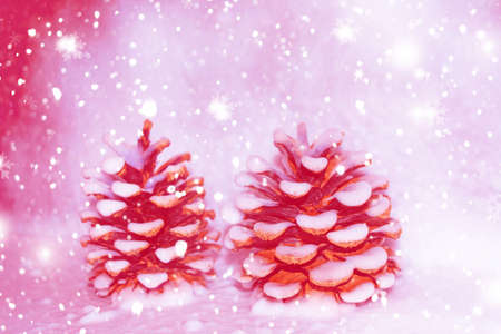 Pine cone in the snow. Winter greeting card. Coniferous branch.の写真素材