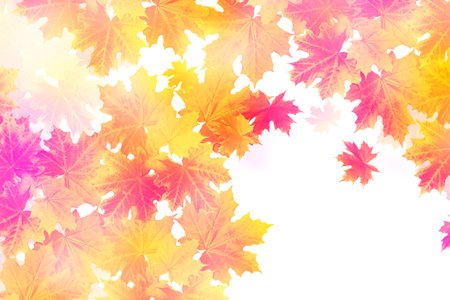 Bright autumn maple leaf on a white background. foliage. Fall conceptの写真素材