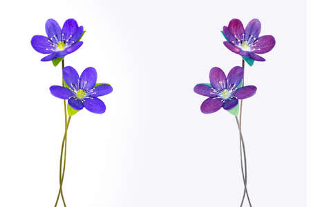 spring flowers snowdrop isolated on white background. liverwortの写真素材