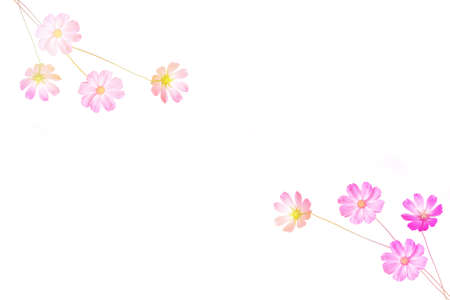 Bright colorful cosmos flowers isolated on white background. natureの写真素材