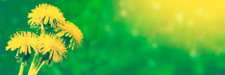Fluffy dandelion flower against the background of the summer landscape.の写真素材