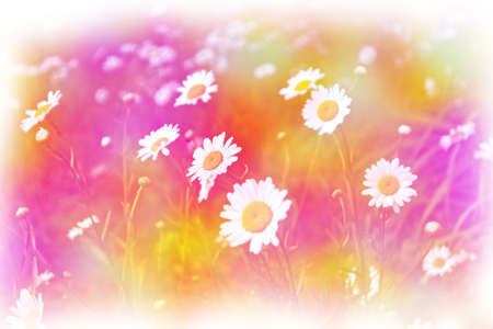 White bright daisy flowers on a background of the summer landscape. Wildflowers outdoorsの写真素材
