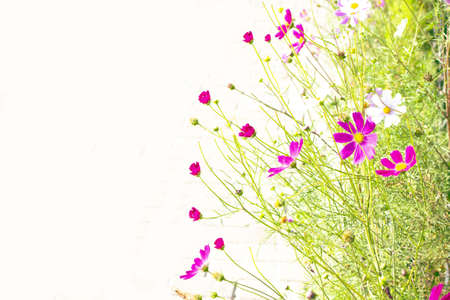 Bright colorful cosmos flowers isolated on white background. natureの写真素材