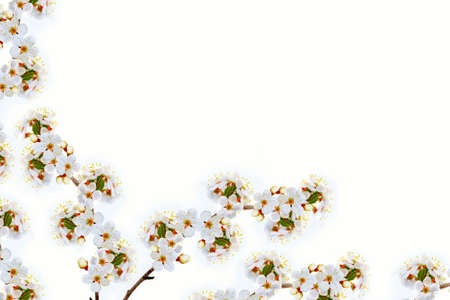Flowering branch of cherry isolated on a white background. natureの写真素材