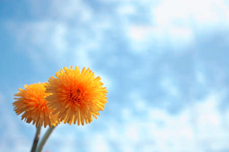 Fluffy dandelion flower against the background of the summer landscape.の写真素材