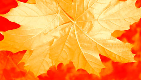 autumn landscape with bright colorful leaves. Indian summer. foliage.の写真素材
