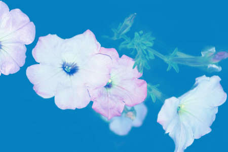 selective focus. Colorful morning glory flowers on a background of the autumn landscape. meadow bloomingの写真素材