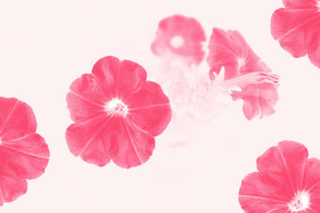 selective focus. Colorful morning glory flowers on a background of the autumn landscape. meadow bloomingの写真素材