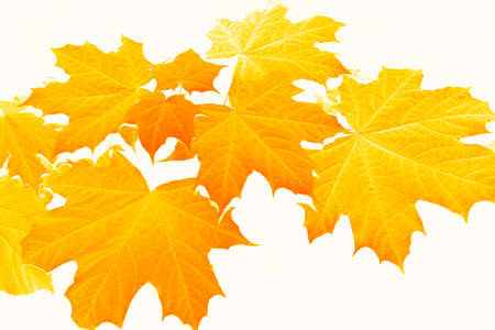 Bright autumn maple leaf on a white background. foliage. Fall conceptの写真素材