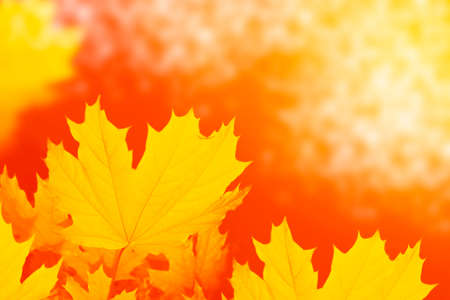 autumn landscape with bright colorful leaves. Indian summer. foliage.の写真素材