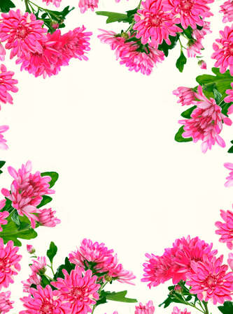 Colorful autumn flowers of chrysanthemum on a white background. floral composition.の写真素材