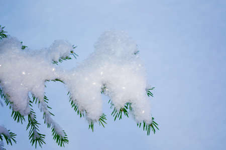 Frozen winter forest with snow covered trees. Coniferous spruce branch. outdoorの写真素材