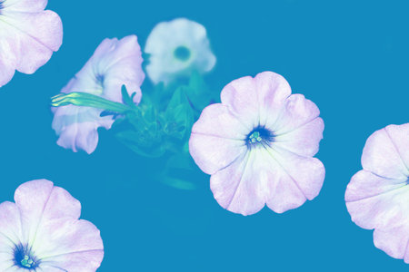 selective focus. Colorful morning glory flowers on a background of the autumn landscape. meadow bloomingの写真素材